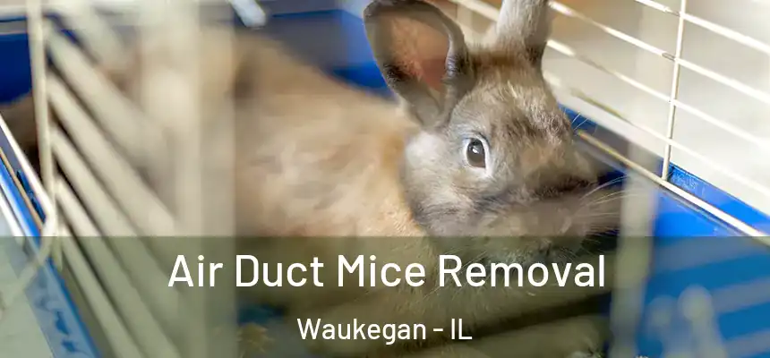 Air Duct Mice Removal Waukegan - IL